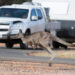 Kangaroo crash prevention tech “possible”