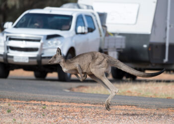 Kangaroo crash prevention tech “possible”